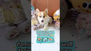 Corgi's Slow Feeder Mat Meal Time 🐾