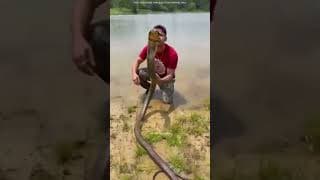 Is Snake Pearl (Nagamani) Real?