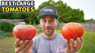 6 GIGANTIC Tomatoes With OFF THE CHARTS Production!
