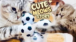 CUTE CATS STORIES : Funny Cats Playing Football  🐾 Kuma & Yuki's Best Games for kittens Ep. 27