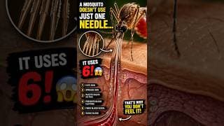 A Mosquito Doesn't Use Just One Needle... It Uses 6! 😳🦟