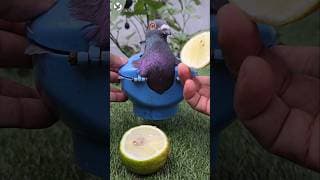Kabootar ka ilaj 👍 #shorts #pigeon