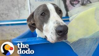 Mom Makes Charcuterie Board For Rescue Dog Who Refuses To Eat | The Dodo