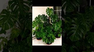 ✨️ #subscribe #garden #plants