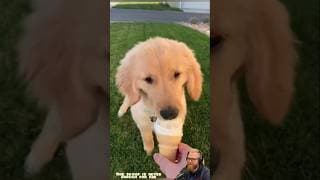 My Dog Is an Ice Cream Lover 🍦🐶 | USA Pets part -2 #dog #pets