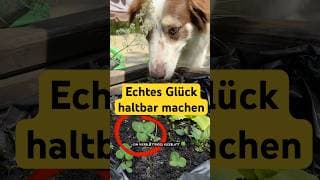 ☘️trocknen #hund #howto #anleitung #klee #bordercollie #cutedog #potterhead #dogshorts #fürdich