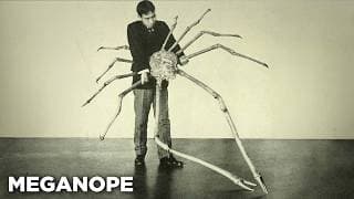 Animals That Were Clearly Designed By Satan