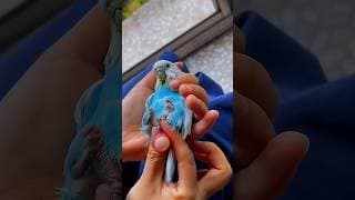 How He Saved a Motherless Parrot 🐣#shorts