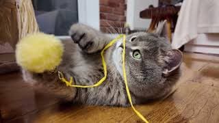 CUTE CATS STORIES : Funny Moments of Funny Cats  🐾 Kuma & Yuki's Best Fun Toys  for kittens Ep. 51