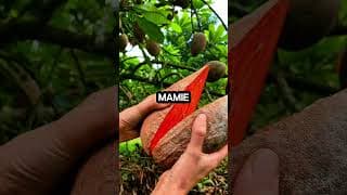 15 Fruits You’ve Probably Never Seen! 😱🍈 #RareFruits #FruitFacts #ExoticFruits #kortacreation