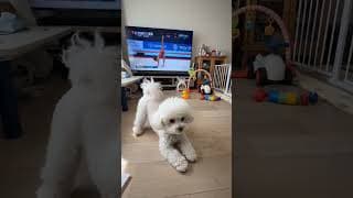 A curious little puppy #funnydog