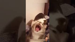 The Funniest Two-Cat Moments Ever! 🐱🐱🤣 | USA Cats #cat #pets