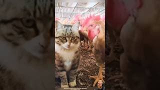 My Cat's Funniest Reactions to Other Animals! 😹🐾🇺🇸 #cat #pets