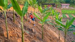Growing Many Banana Trees to Prevent Erosion of the Newly Reclaimed Land / Ly Phuc Vy