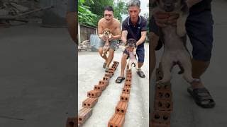 🐶 Turn a Dog into a Superhero – The Unexpected Ending#DogSuperhero #FunnyDog #Transformation