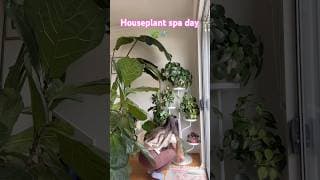 Let’s Shower the Houseplants | Not the Pilea though, NEVER the Pilea 🙂‍↕️🌿🚿