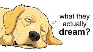 What Do Dogs Dream About? (Science Explained)