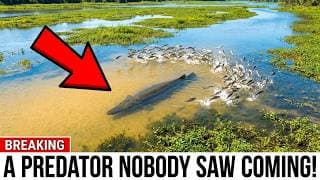 America's Most Hated Fish Is Disappearing From US Rivers — The Real Predator Was Unexpected