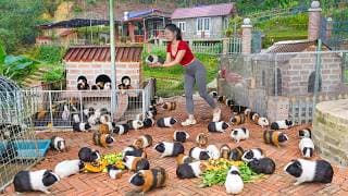 Selling Many Guinea Pigs to a Man -- Caring The Papaya Garden has Started Bearing Fruit