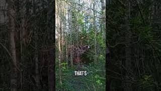 Hidden Camp Spot: My Secret Outdoor Retreat Revealed! #shorts