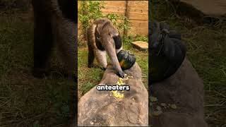5 Animals That Are The Pickiest Eaters! 😲