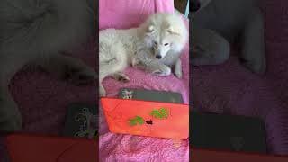 What your dog does when you leave! 🐶🏠 #comedy