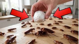 One Piece of Foil to Kill Every Cockroach in Your House!