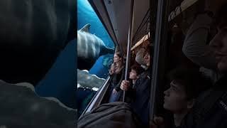 Vidu AI｜Next Stop: Ocean Wonderland