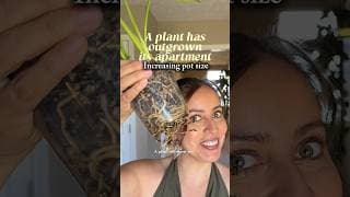 We want a cozy apartment, not a mansion!  #plantcaretips #plantrepotting