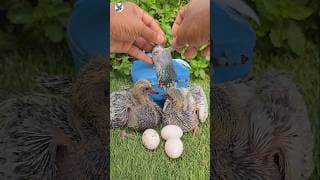 কবুতরের যত্নে সিভিট ভিটামিন সি #pigeon #shorts