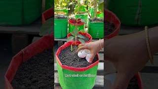 Easy Way to Grow More Chilli with Homemade Eggshells Fertilizer #garden #shorts #chilli