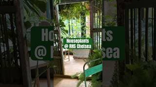 Sneak peak inside the houseplants studios at RHS Chelsea 2026 😆🌿 #rhschelsea #houseplants #plants