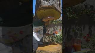 The floating tree illusion