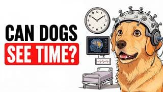 Your Dog Is Simulating the Future — And Most Owners Miss It