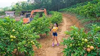 Clear Away Trees and Weeds, Use Excavators To Process The Soil and Plant Various Fruit Trees