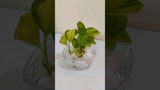 Where Simplicity Blooms Into Beauty 🌿💚 #shorts #ytshorts #plantdecor #simplicity #pothos #fyp