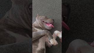 Zero thoughts behind those eyes! 🤣 goofy Trump 🐾 #AmericanBully #shorts