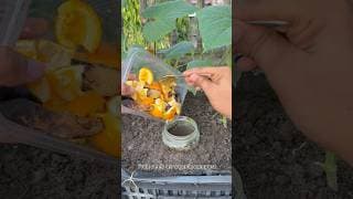 Grow Cucumber Plants Faster Using Fruit Peels in a Compost Bin Directly into Soil #garden #cucumber