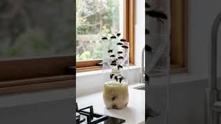 Homemade Fly Trap That Catches Flies & Gnats #DIY #Hacks