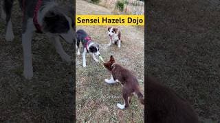 #sensei Hazels Dojo #bordercollie #hund #dogshorts #puppy #cutedog #kampfkunst # #hundeleben #dogs