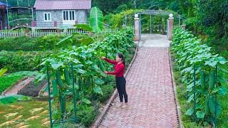 Cucumber Cultivation Technique Using Iron Trellises, Plant Cucumbers Along Both Sides of the Road