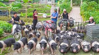 Selling Many Pigs Each Weighing 60KG After 4 Month of Raising, Reinforce The Cucumber Trellis