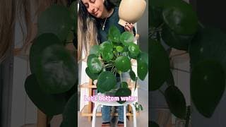 Let’s bottom water the Houseplants with rain water & plant food🥤🌿 #wateringplants #timelapse #pilea