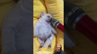 This Puppy Is Too Cute for Words 😍🐶 | USA Pets #puppy #dog