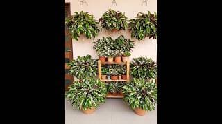 homegardening and garden inspiration #subscribe #garden #shorts