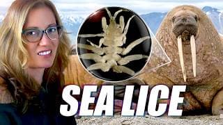 Marine Biologist Reveals The Most Extreme Sea Parasites